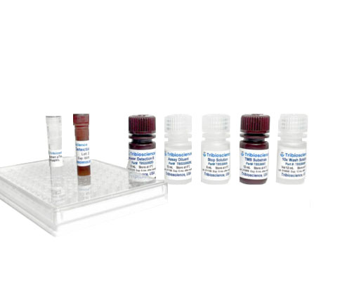 Kit de ELISA competitivo de corticosterona