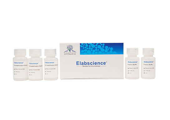 Kit de tampón de fijación/permeabilización intracelular